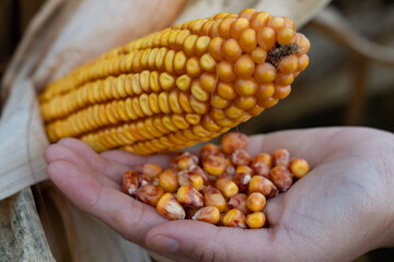 Human hand holding kernels freshly picked from a corn cob, representing organic farming, the harvest process, and the importance of maize in agriculture and healthy food production