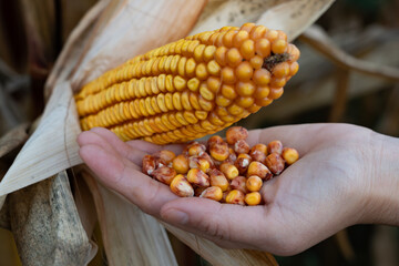 Human hand holding kernels freshly picked from a corn cob, representing organic farming, the harvest process, and the importance of maize in agriculture and healthy food production