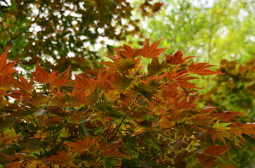red maple leaves