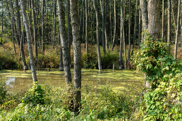 Fototapeta premium grass and trees in the swamp in the summer