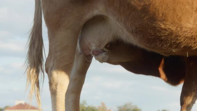 Young calf sucks milk from the udder of a mother cow, licking her nipples with his tongue and lips. A purebred French Limousin beef cow is breastfeeding her offspring. Animal husbandry in agriculture.