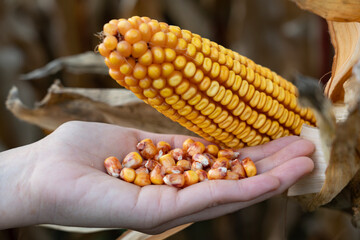 Human hand holding kernels freshly picked from a corn cob, representing organic farming, the harvest process, and the importance of maize in agriculture and healthy food production