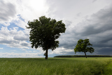 a tree growing in a rapeseed field in cloudy weather