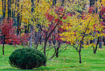 An autumn park with trees covered in multi-colored leaves and a bush in the foreground. The yellow and red leaves create a bright contrast against the green grass and dark tree trunks.