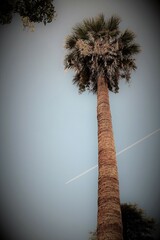 evocative pop art image of a woman's trunk
palm tree with foliage on the pop art background
