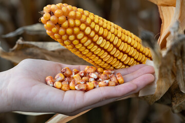 Human hand holding kernels freshly picked from a corn cob, representing organic farming, the harvest process, and the importance of maize in agriculture and healthy food production