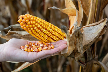 Human hand holding kernels freshly picked from a corn cob, representing organic farming, the harvest process, and the importance of maize in agriculture and healthy food production