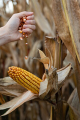 Human hand holding kernels falling from a ripe corn cob in the field, illustrating the natural process of harvest and maize production, showcasing the bounty of organic farming and agriculture