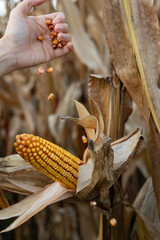 Human hand holding kernels falling from a ripe corn cob in the field, illustrating the natural process of harvest and maize production, showcasing the bounty of organic farming and agriculture