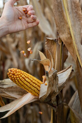Human hand holding kernels falling from a ripe corn cob in the field, illustrating the natural process of harvest and maize production, showcasing the bounty of organic farming and agriculture