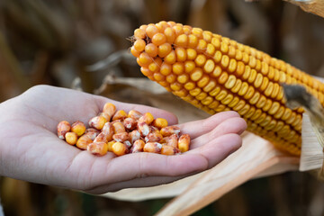 Human hand holding kernels freshly picked from a corn cob, representing organic farming, the harvest process, and the importance of maize in agriculture and healthy food production