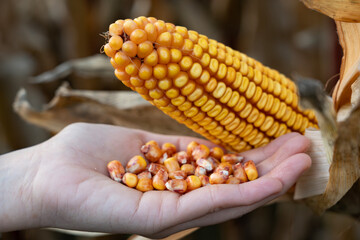 Human hand holding kernels freshly picked from a corn cob, representing organic farming, the harvest process, and the importance of maize in agriculture and healthy food production