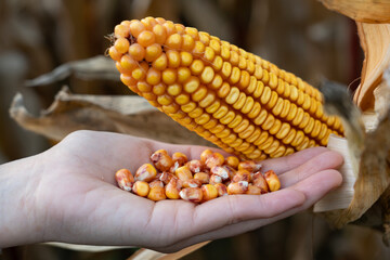 Human hand holding kernels freshly picked from a corn cob, representing organic farming, the harvest process, and the importance of maize in agriculture and healthy food production
