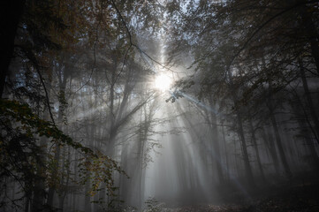 Sunbeams in fog in an autumn forest