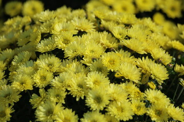 Chrysanthemums , sometimes called mums or chrysanths, are flowering plants of the genus Chrysanthemum in the family Asteraceae
