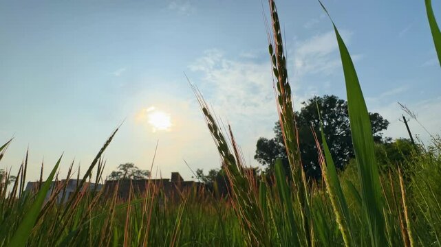 Static Shot of Red Rice crop at the sunset which grows naturally in ponds created by rain without sowing,