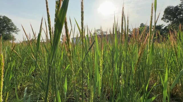wide angle Tracking left to right shot of Red Rice crop Much which like the brown rice and white rice, But its higher in protein, fiber and has good antioxidants