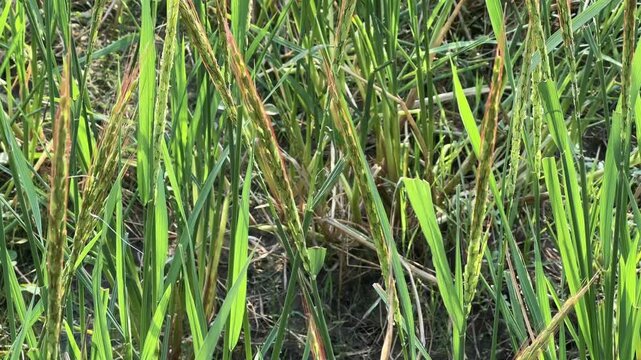 Tracking panicle of Red Rice crop which is Much like the brown rice and white rice, But its higher in protein, fiber and has good antioxidants