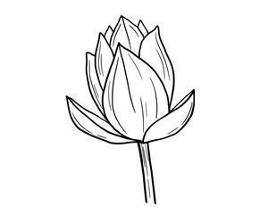 Lotus flower bud line sketch isolated on white. Botanical hand drawn illustration