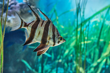 Close-up of striking angelfish with long fins and bold black stripes, swimming in aquarium