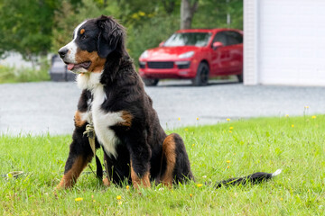 A puppy mountain dog with a red car behind