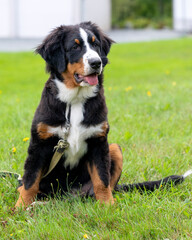 Fototapeta premium A puppy mountain dog in a field