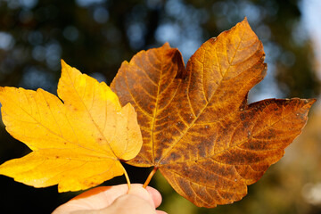 hand holding autumn leaf 

