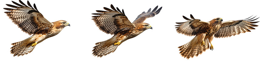 Fototapeta premium Beautiful Bird