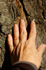 A close-up photograph of a hand placed on the rough surface of tree bark, capturing the textures of both skin and bark. 