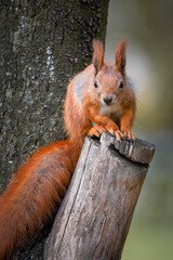 A red fluffy squirrel sits on the cut branch and looks toward the camera lens on a sunny fall day.
