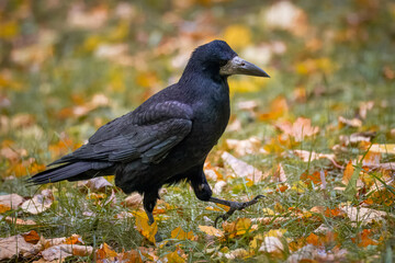 A rook walks between green grass with fallen leaves perpendicular to the camera lens.