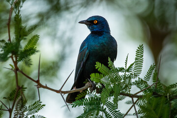 Cape starling perched in a tree