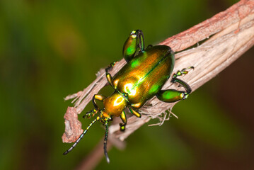 Golden frog legged beetle on twig in the wild, India.