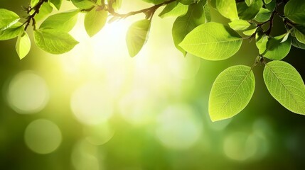 Obraz premium Green Leaves with Sunbeams and Bokeh Background