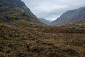 Obraz premium dog in the mountains
