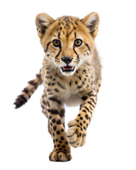 Cheetah Cub Running on White and Transparent Background