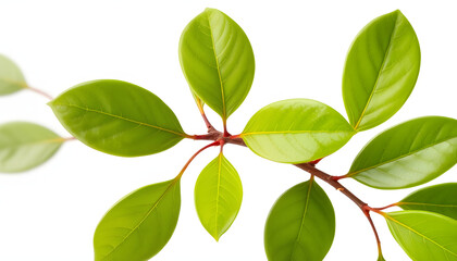 Fresh green bay leaves, twig isolated on white, clipping isolated with white highlights, png