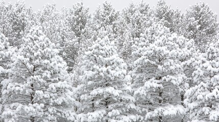 Naklejka premium Snow-Covered Pine Trees in Winter Landscape