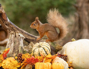 Obraz premium Cute little scottish red squirrel in an autumnal scene with pumpkins in the forest