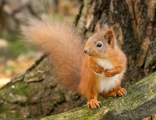 baby squirrel in the park