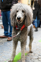 a big poodle with a red collar stands on a brick sidewalk