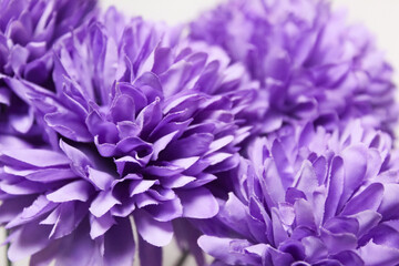Obraz premium close up of purple flower background