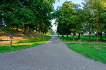 Park Pathway Surrounded by Trees