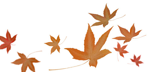 Fototapeta premium Leaves, leaf frame, falling leaves, swaying in the air and flowing in the wind, scene illustration and for various decoration activities with transparent background.