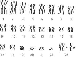 Metaphase chromosomes Karyogram/ Human Karyogram