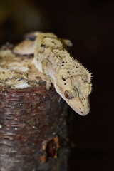 A Crested Gecko (Correlophus ciliatus)  perched on a log.