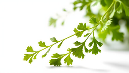 Falling Coriander leaf isolated on white background, full depth of field isolated with white highlights, png