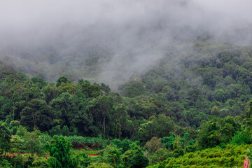 Fototapeta premium The natural background of the mountain atmosphere, green rice fields and many kinds of plants surrounding, rainbow and a walkway to see the completeness of the ecosystem.