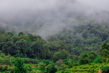 The natural background of the mountain atmosphere, green rice fields and many kinds of plants surrounding, rainbow and a walkway to see the completeness of the ecosystem.