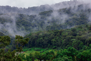 Fototapeta premium The natural background of the mountain atmosphere, green rice fields and many kinds of plants surrounding, rainbow and a walkway to see the completeness of the ecosystem.